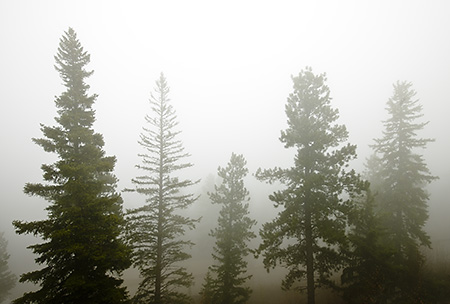 Evergreens in Fog on Terry Peak, Black Hills, SD